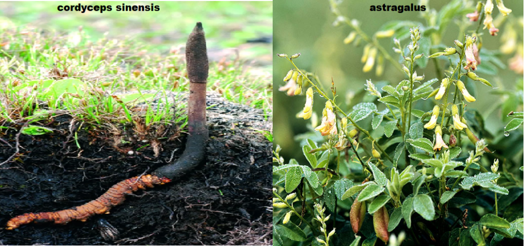 Left: Cordyceps Sinensis . right: Astragalus